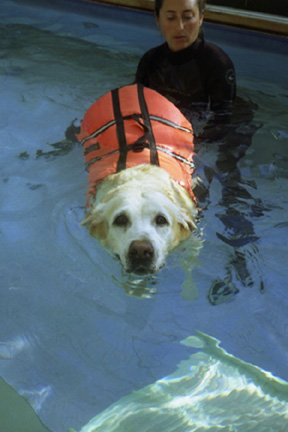 Yellow Lab